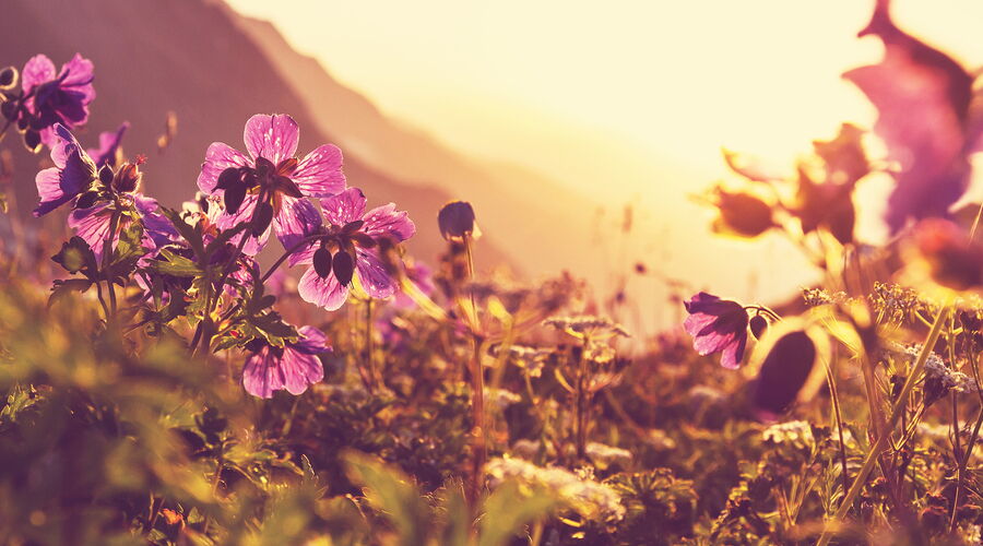 Interessiert